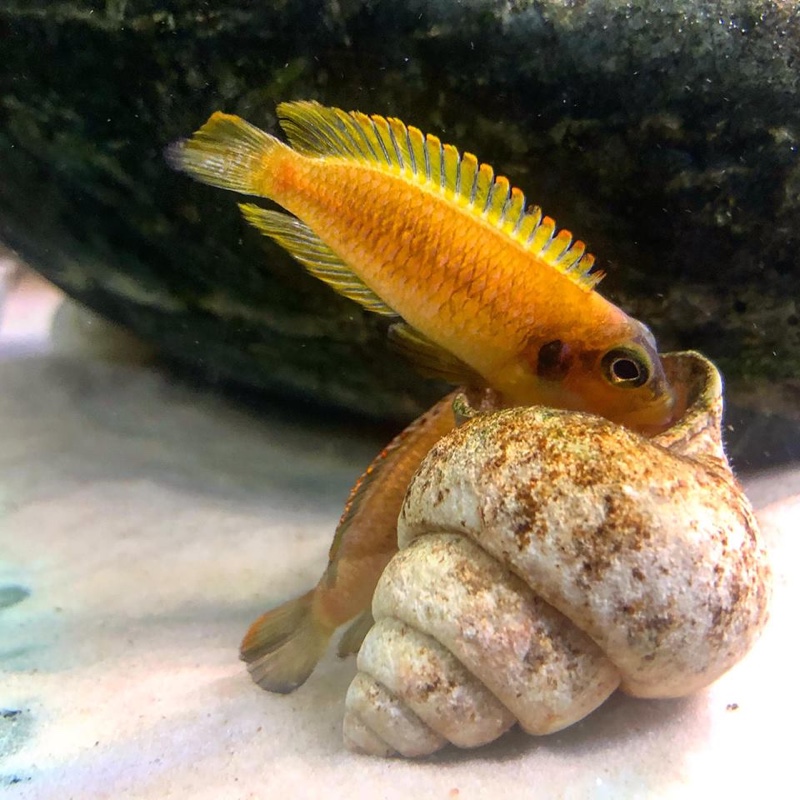 Lamprologus ocellatus 'Gold'